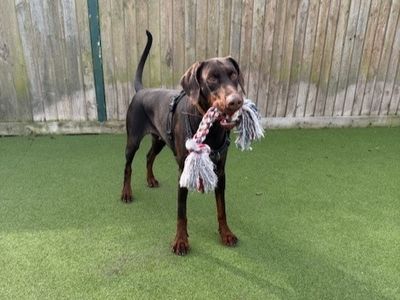 Tilly | Dobermann | Shrewsbury (Shropshire) - 5