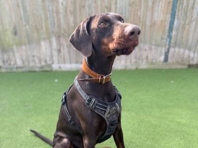 Tilly | Dobermann | Shrewsbury (Shropshire) - 3
