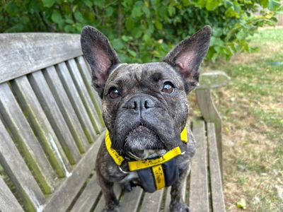 Lara | French Bulldog Cross | Basildon (Essex) - 5