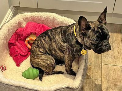 Lara | French Bulldog Cross | Basildon (Essex) - 3