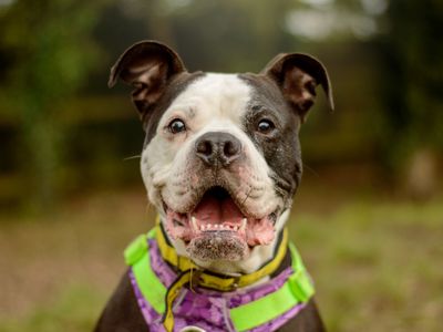 Reign | Bulldog | Kenilworth (West Midlands) - 4