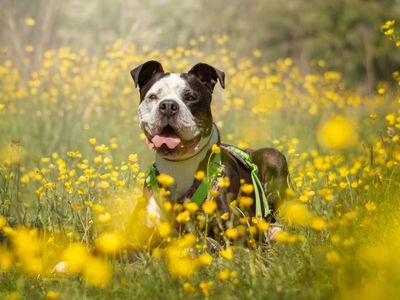 Reign | Bulldog | Kenilworth (West Midlands) - 3