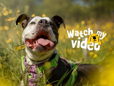 Reign | Bulldog | Kenilworth (West Midlands) - 2