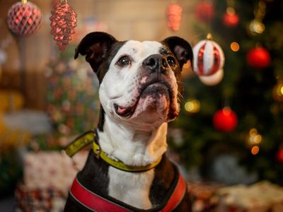 Reign | Bulldog | Kenilworth (West Midlands) - 4