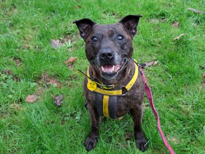 Bobbi | Terrier (Staffordshire Bull) | Ilfracombe - 1