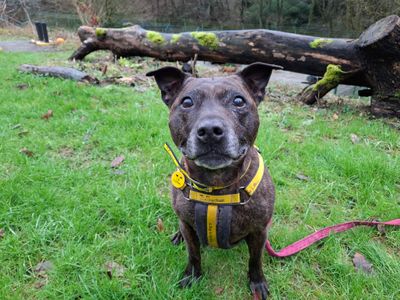 Bobbi | Terrier (Staffordshire Bull) | Ilfracombe - 3