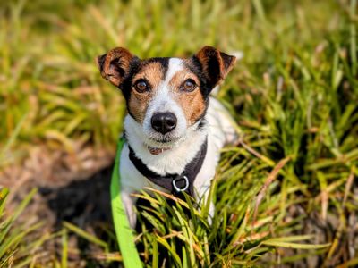 Lottie | Terrier (Jack Russell) Cross | Cardiff - 3