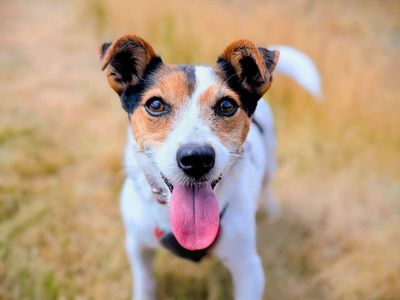 Lottie | Terrier (Jack Russell) Cross | Cardiff - 5