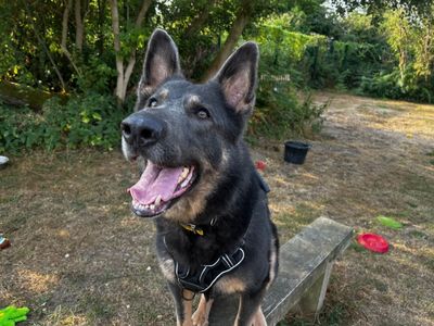 Loki Boy | German Shepherd Dog | Snetterton (Norfolk) - 3