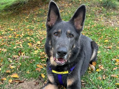 Loki Boy | German Shepherd Dog | Snetterton (Norfolk) - 3