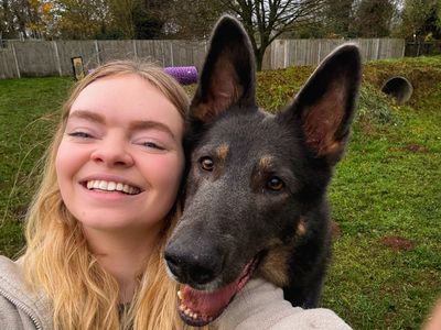 Loki Boy | German Shepherd Dog | Snetterton (Norfolk) - 5