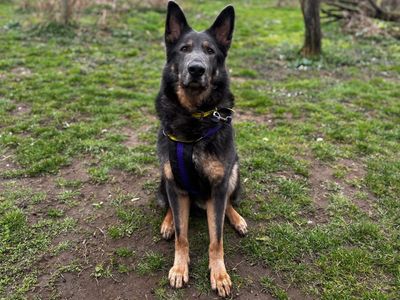 Loki Boy — German Shepherd