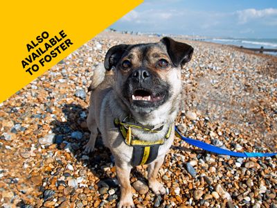 Dogs seeking a forever home Dogs Trust