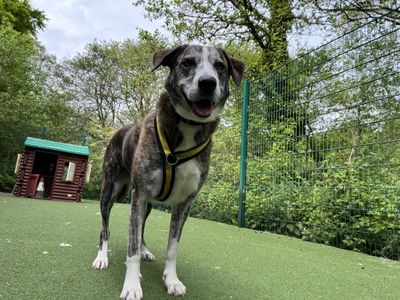 Ru | Lurcher Cross | Ilfracombe - 4