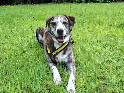 Ru | Lurcher Cross | Ilfracombe - 2