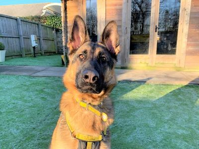 Lawson | German Shepherd Dog | West Calder (Edinburgh) - 4