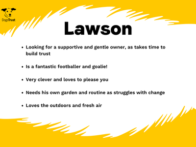 Lawson | German Shepherd Dog | West Calder (Edinburgh) - 2