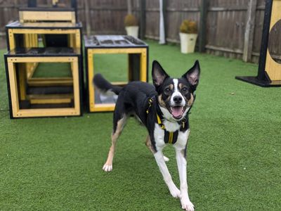 Snoopy | Collie (Border) | West Calder (Edinburgh) - 5