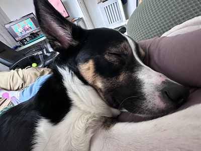 Snoopy | Collie (Border) | West Calder (Edinburgh) - 3