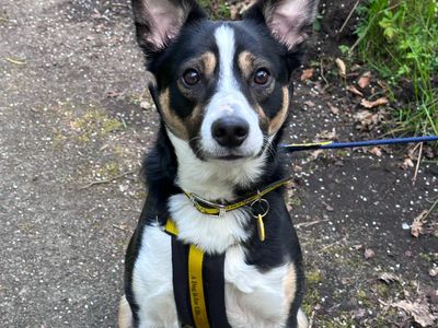 Snoopy | Collie (Border) | West Calder (Edinburgh) - 5