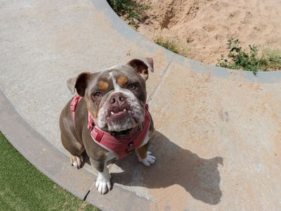 Wilma | Bulldog | Evesham (Worcestershire) - 3