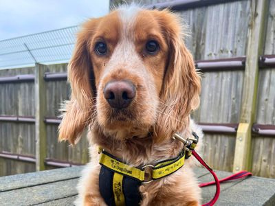 Ollie | Spaniel (Cocker) | Salisbury (Wiltshire) - 5
