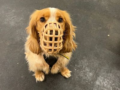 Ollie | Spaniel (Cocker) | Salisbury (Wiltshire) - 3