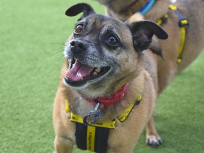 Milly and Milo | Pug Cross | Harefield West London - 5