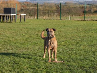 Echo | Belgian Shepherd Dog (Malinois) Cross | Evesham (Worcestershire) - 5