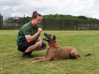 Echo | Belgian Shepherd Dog (Malinois) Cross | Evesham (Worcestershire) - 3