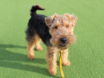 Bryn | Terrier (Welsh) | Basildon (Essex) - 3