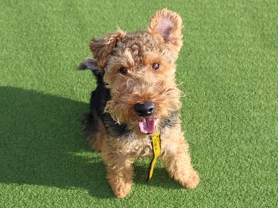 Bryn | Terrier (Welsh) | Basildon (Essex) - 5