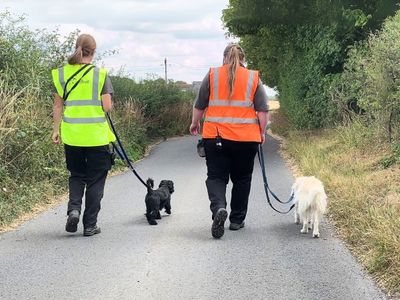 Teddy | Shih Tzu Cross | Salisbury (Wiltshire) - 2