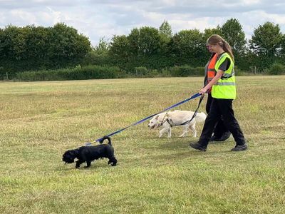 Teddy | Shih Tzu Cross | Salisbury (Wiltshire) - 5