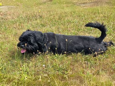 Teddy | Shih Tzu Cross | Salisbury (Wiltshire) - 4