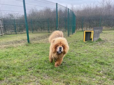 Coco, a 3 years old female Chow Chow available for adoption from Dogs Trust in Essex
