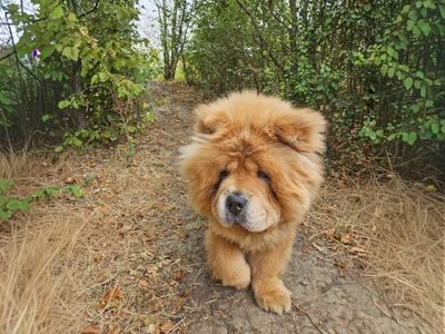 Coco, a 3 years old female Chow Chow available for adoption from Dogs Trust in Essex