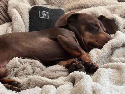 Teddy | Dachshund (Miniature Smooth Haired) | Newbury (Berkshire) - 3