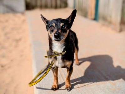 Poppy | Chihuahua (Smooth Coat) Cross | Cardiff - 3