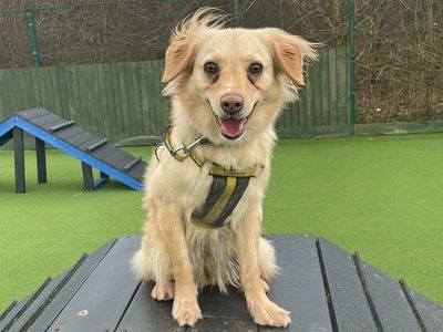 Lolly | Retriever (Golden) Cross | Basildon (Essex) - 3