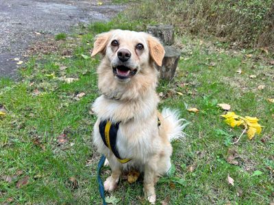 Lolly | Retriever (Golden) Cross | Basildon (Essex) - 5