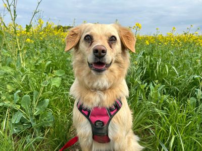 Lolly | Retriever (Golden) Cross | Basildon (Essex) - 3