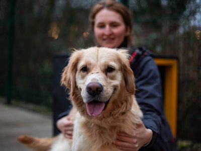 Toffee | Retriever (Golden) | Manchester - 5
