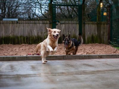 Toffee | Retriever (Golden) | Manchester - 3