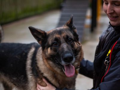 Hazel | German Shepherd Dog | Manchester - 5
