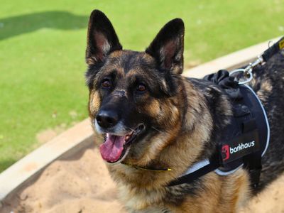 Hazel | German Shepherd Dog | Manchester - 3