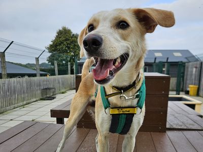 Bailey | Crossbreed | Salisbury (Wiltshire) - 5