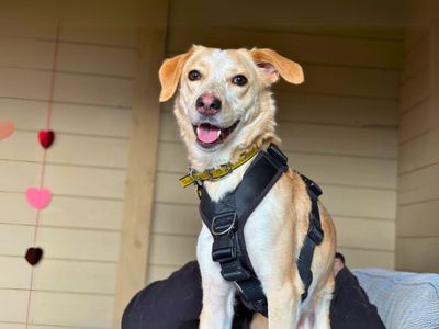 Bailey | Crossbreed | Salisbury (Wiltshire) - 3