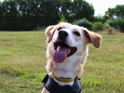 Bailey | Crossbreed | Salisbury (Wiltshire) - 4
