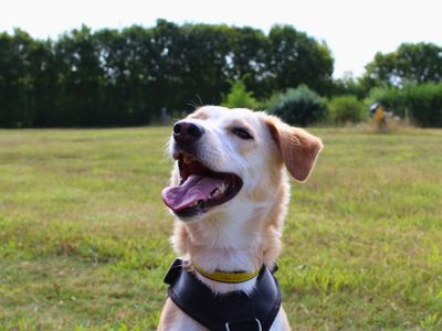 Bailey | Crossbreed | Salisbury (Wiltshire) - 2